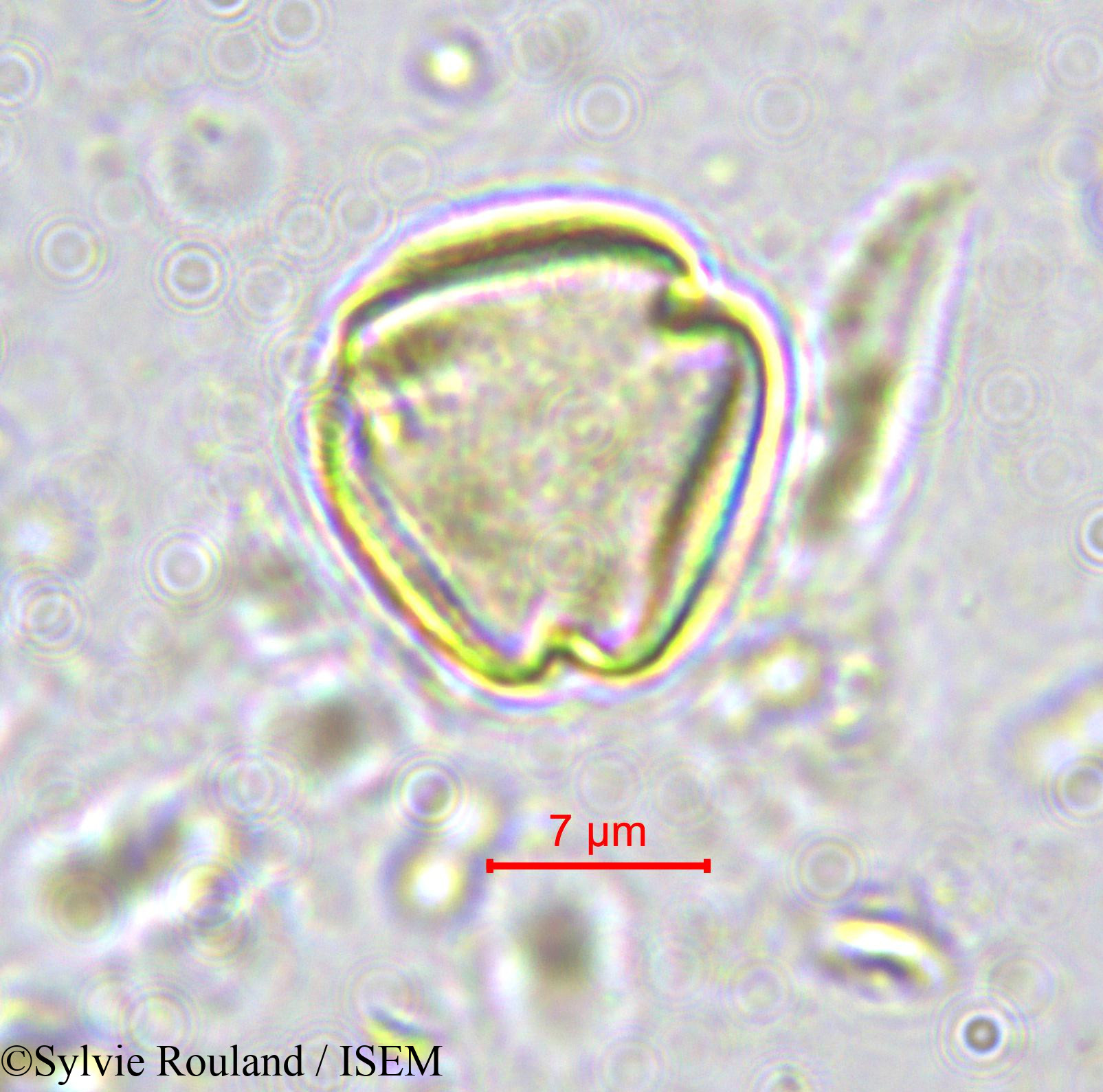 Sylvie.Rouland/Ximenia_americana_570/Ximenia_americana_570_0002(copy).jpg