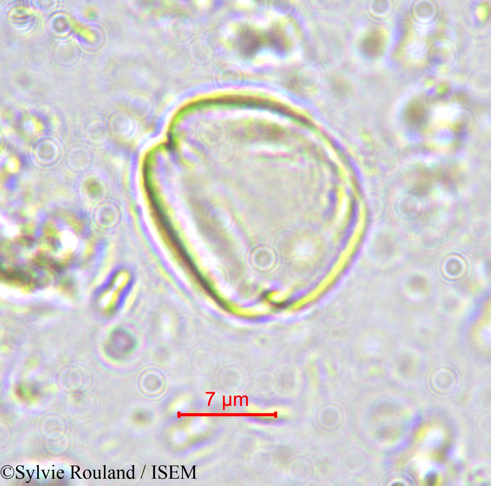 Sylvie.Rouland/Ximenia_americana_570/Ximenia_americana_570_0003(copy).jpg