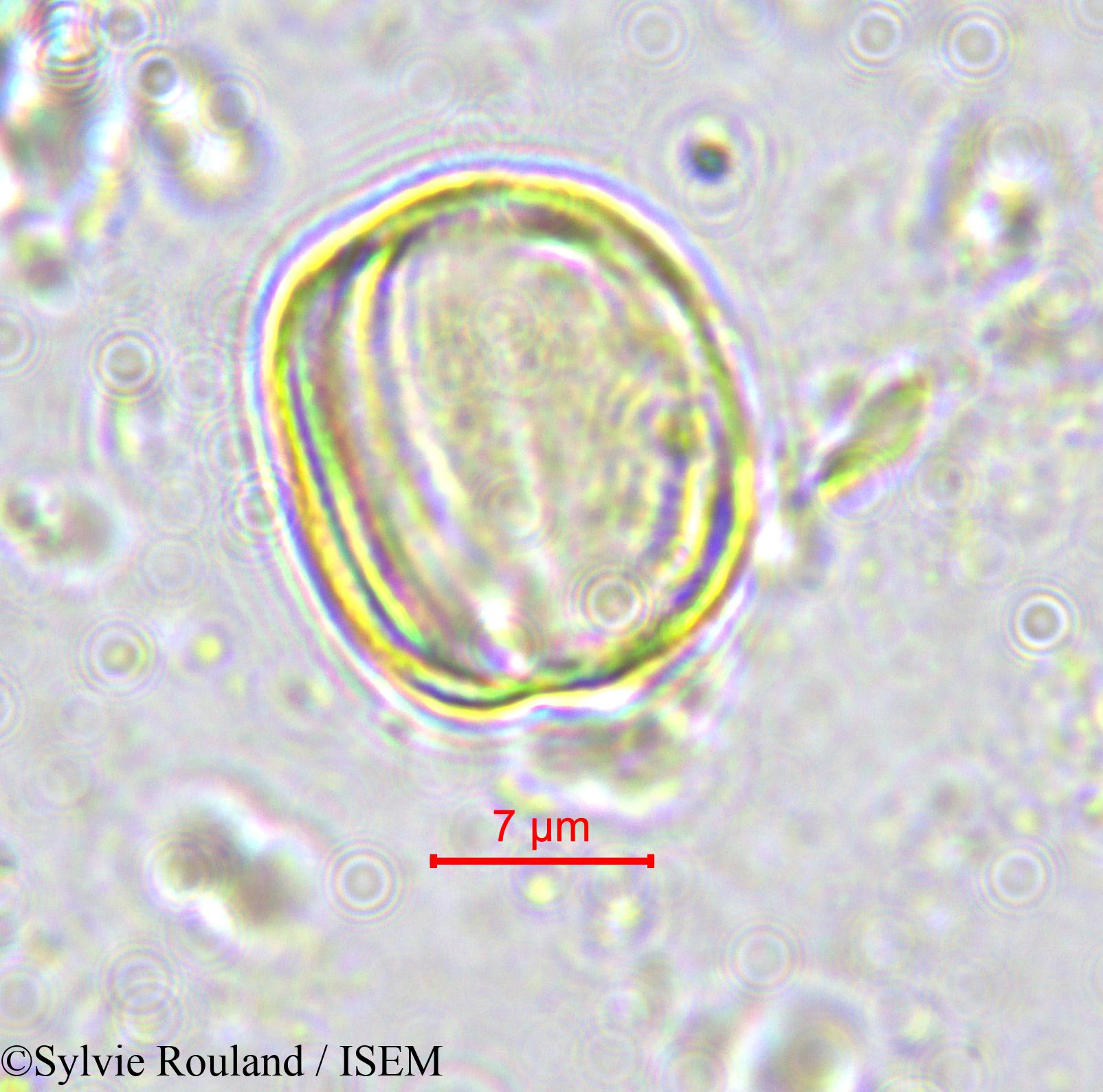 Sylvie.Rouland/Ximenia_americana_570/Ximenia_americana_570_0004(copy).jpg