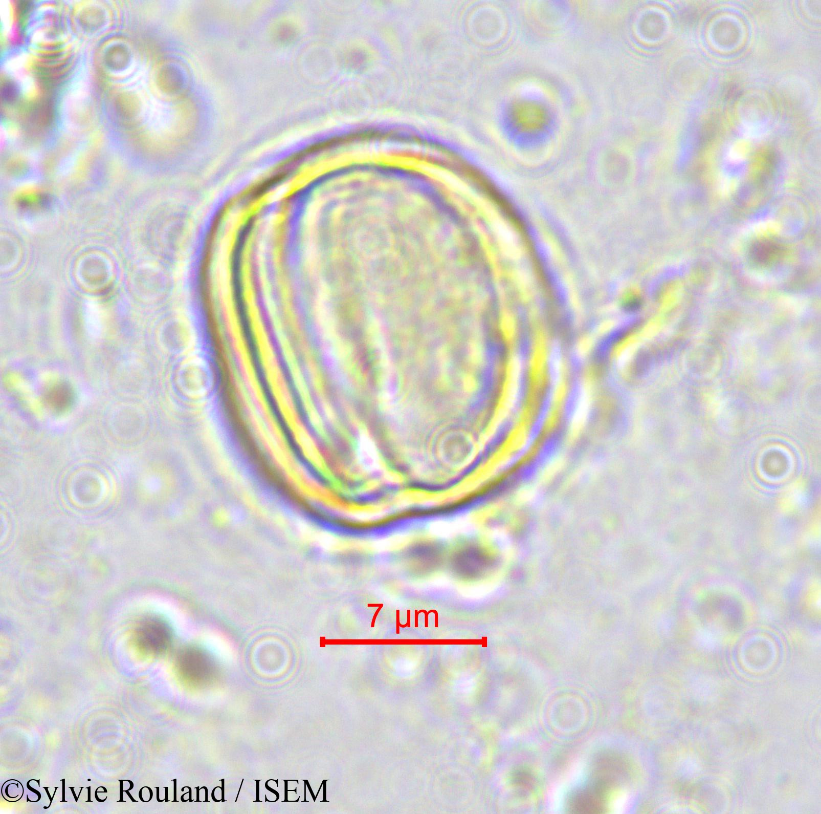 Sylvie.Rouland/Ximenia_americana_570/Ximenia_americana_570_0005(copy).jpg