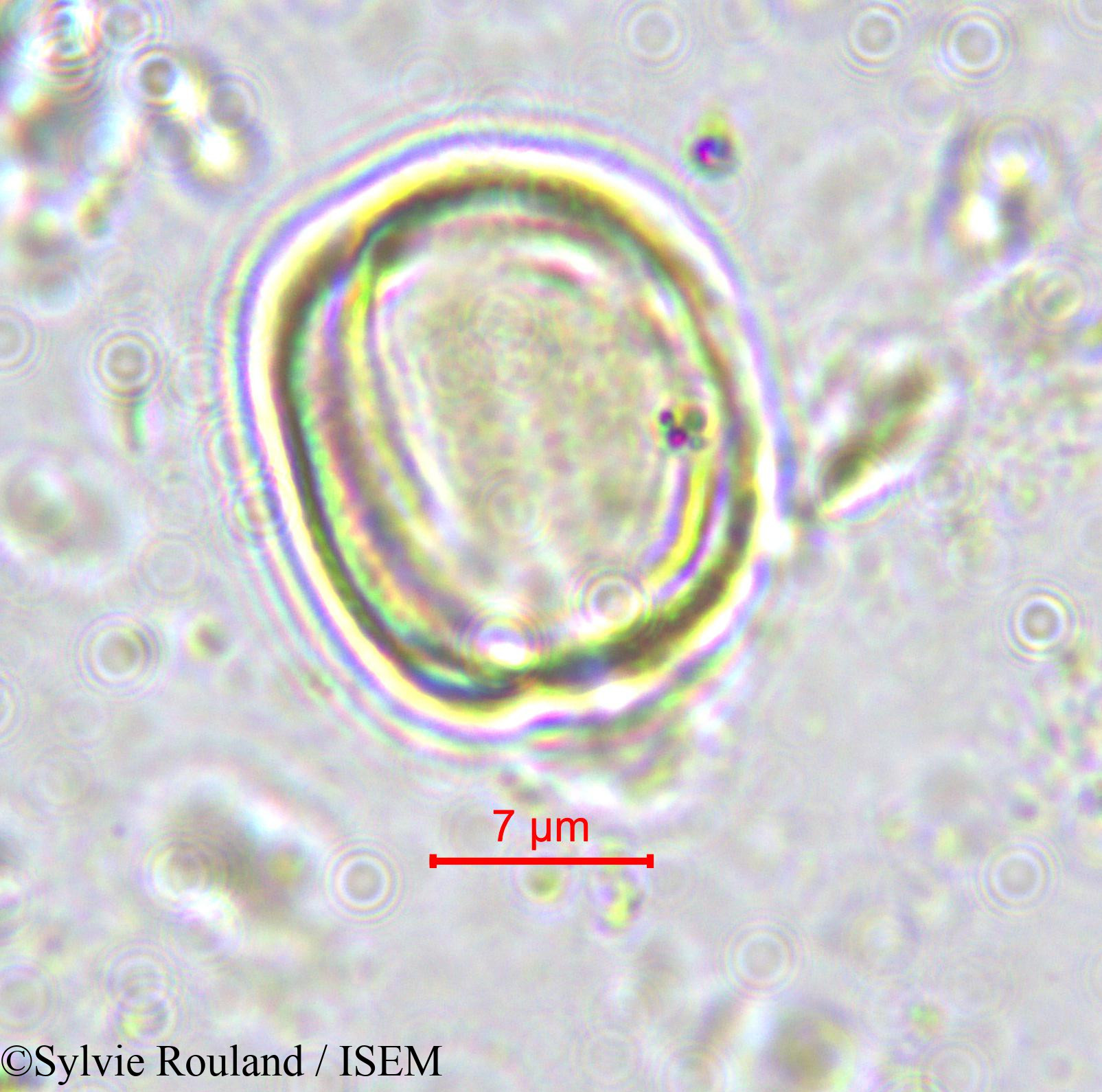 Sylvie.Rouland/Ximenia_americana_570/Ximenia_americana_570_0006(copy).jpg