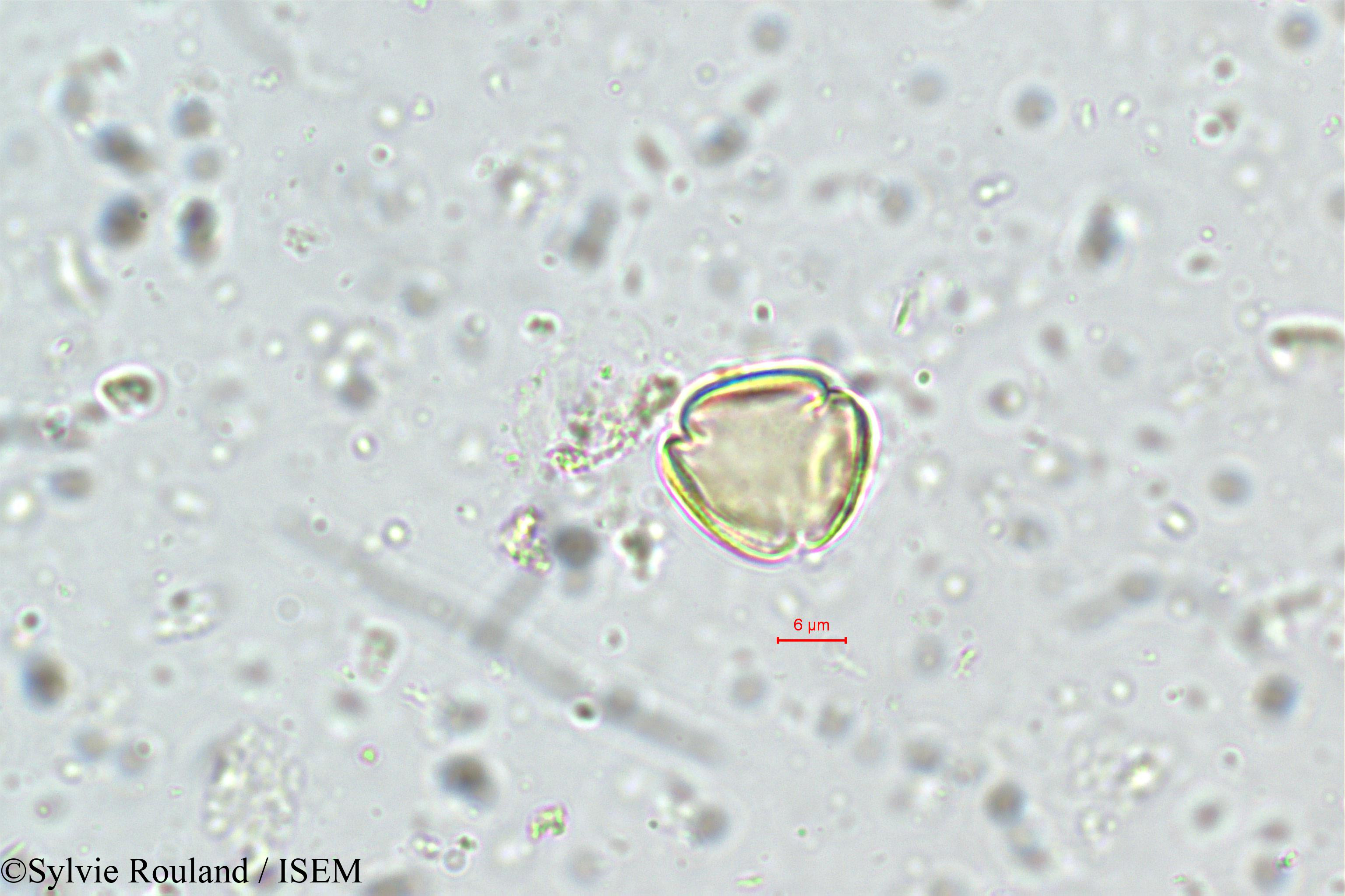 Sylvie.Rouland/Ximenia_americana_5725/Ximenia_americana_5725_0001(copy).jpg