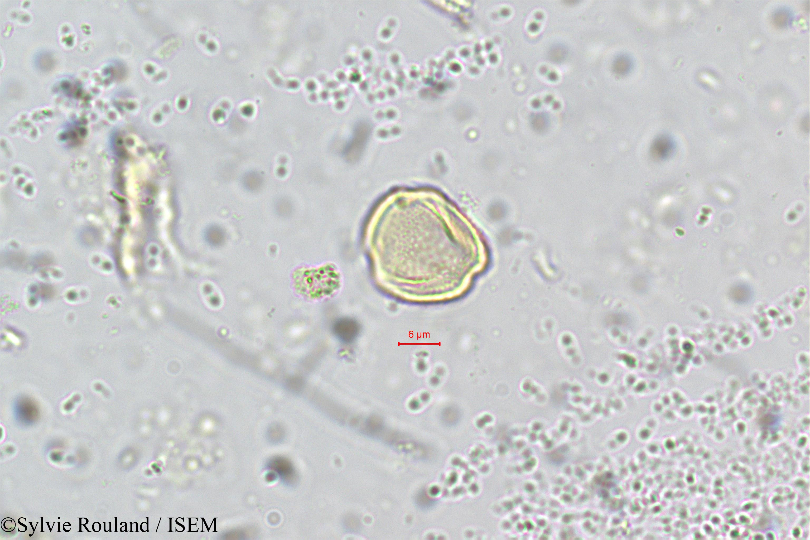 Sylvie.Rouland/Ximenia_americana_5725/Ximenia_americana_5725_0002(copy).jpg