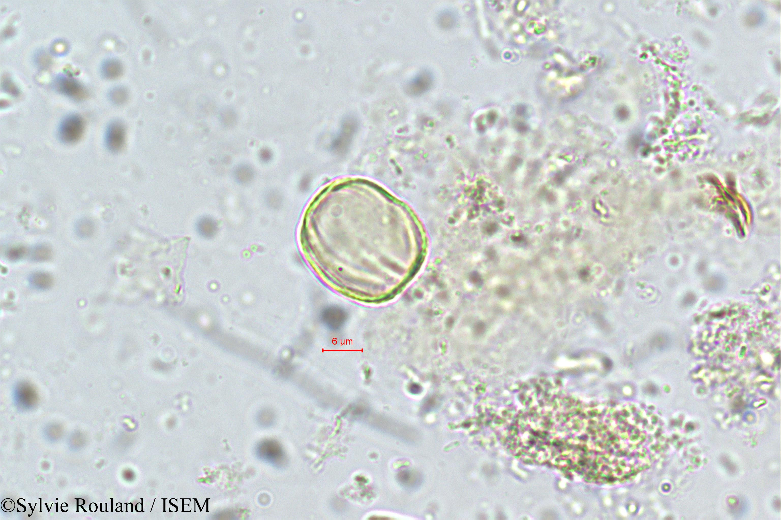Sylvie.Rouland/Ximenia_americana_5725/Ximenia_americana_5725_0003(copy).jpg