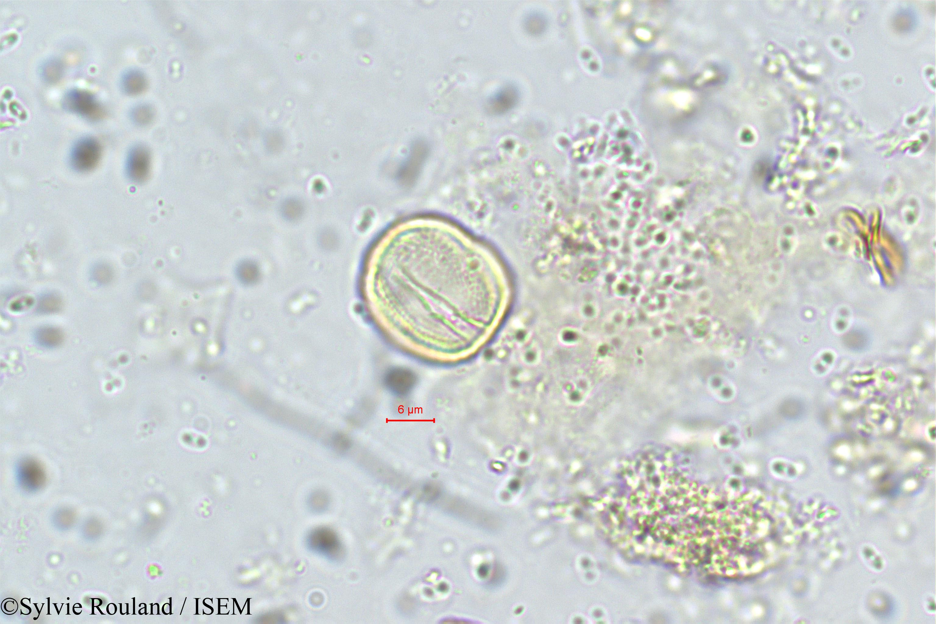 Sylvie.Rouland/Ximenia_americana_5725/Ximenia_americana_5725_0004(copy).jpg