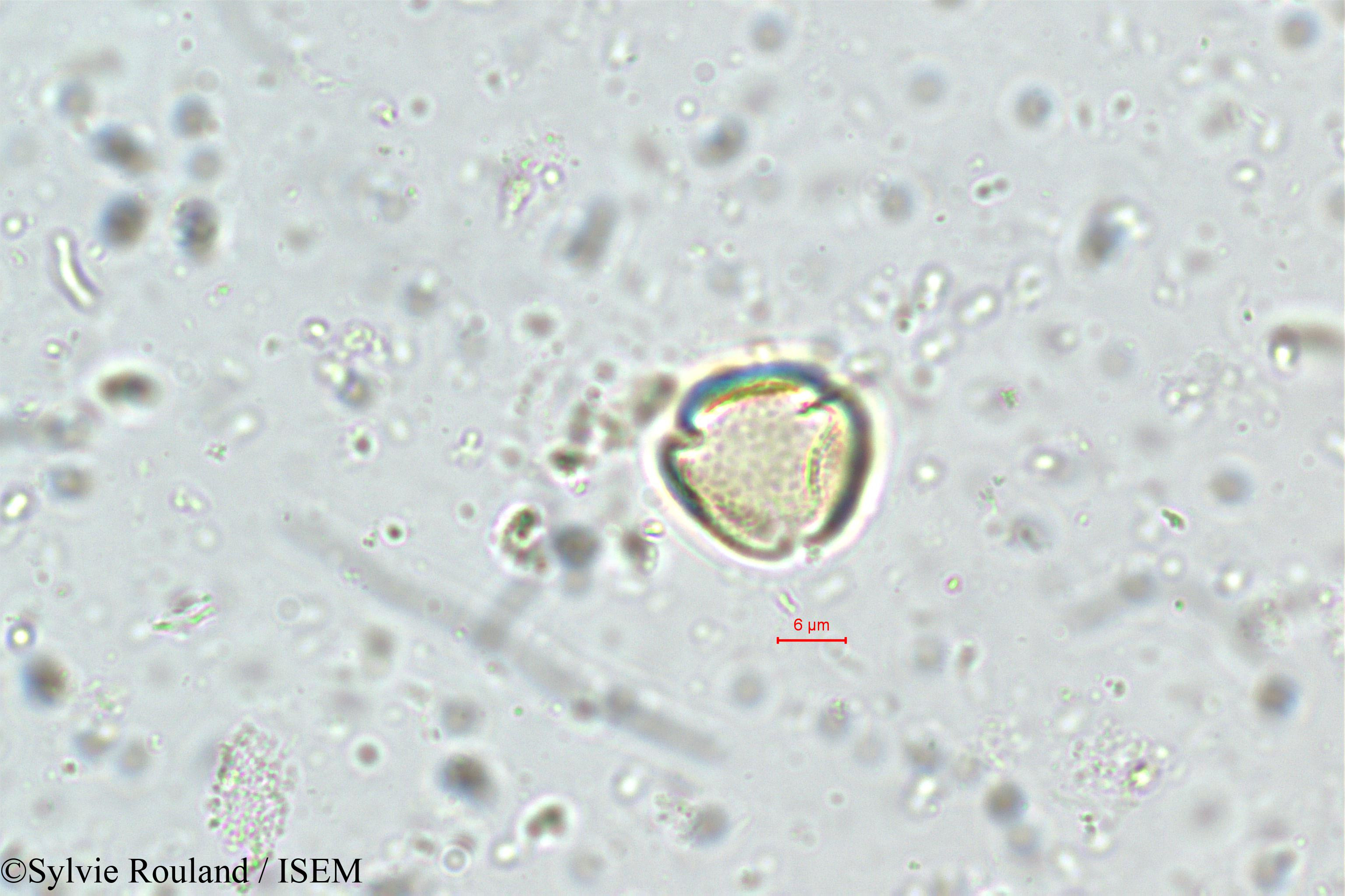 Sylvie.Rouland/Ximenia_americana_5725/Ximenia_americana_5725_0006(copy).jpg