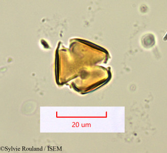 Sylvie.Rouland/Ximenia_perrieri_1363/Ximenia_perrieri_1363_0001(copy)_thumb.jpg