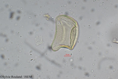 Sylvie.Rouland/Xyris_schoenoides_5276/Xyris_schoenoides_5276_0001(copy)_thumb.jpg