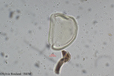 Xyris schoenoides - lame n° 5276