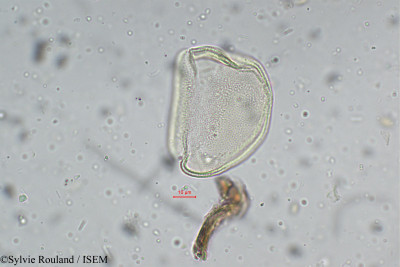 Xyris schoenoides - lame n° 5276