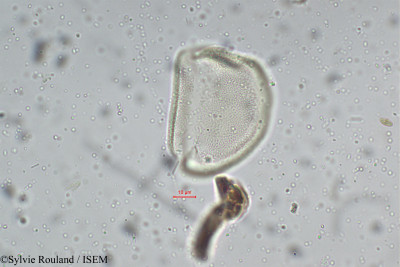 Xyris schoenoides - lame n° 5276