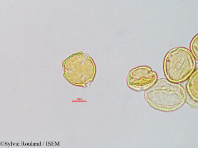 Sylvie.Rouland/Zanha_suaveolens_40655/Zanha_suaveolens_40655_0001(copy)_thumb.jpg