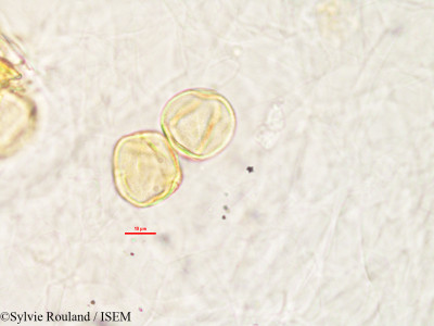 Sylvie.Rouland/Zannichellia_palustris_2993/Zannichellia_palustris_2993_0001(copy)_thumb.jpg
