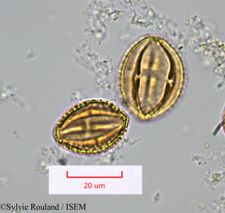 Sylvie.Rouland/Zanthoxylum_decaryi_1371/Zanthoxylum_decaryi_1371_0001(copy)_thumb.jpg