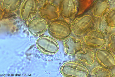 Sylvie.Rouland/Zanthoxylum_thouvenotii_486/Zanthoxylum_thouvenotii_486_0001(copy)_thumb.jpg