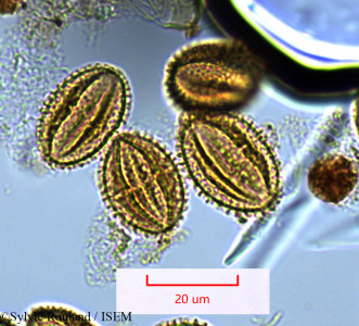 Sylvie.Rouland/Zanthoxylum_tsihanimposa_1370/Zanthoxylum_tsihanimposa_1370_0001(copy)_thumb.jpg