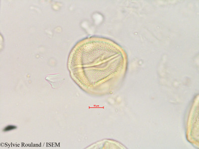 Zehneria emirnensis - lame n° 4890