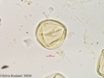 Zehneria emirnensis - lame n° 4890