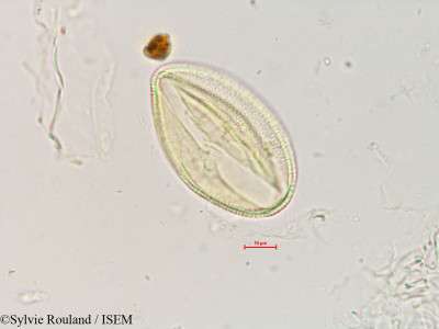 Zehneria emirnensis - lame n° 4890