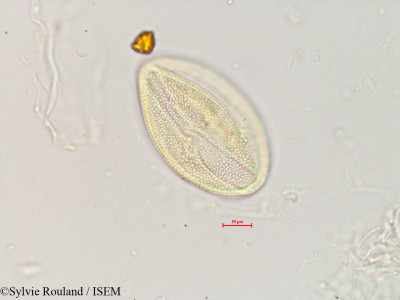 Zehneria emirnensis - lame n° 4890
