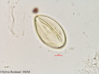 Zehneria emirnensis - lame n° 4890