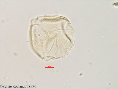 Zehneria emirnensis - lame n° 4892