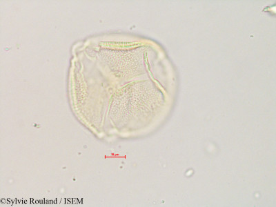 Zehneria emirnensis - lame n° 4892
