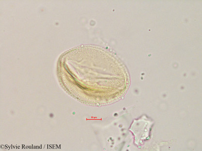 Zehneria emirnensis - lame n° 4892