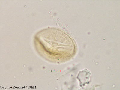 Zehneria emirnensis - lame n° 4892