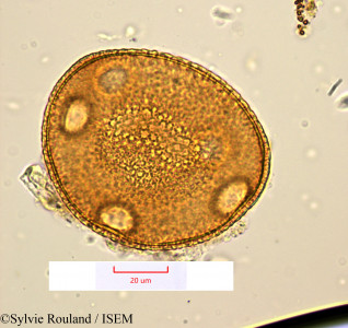 Sylvie.Rouland/Zehneria_keayana_1177/Zehneria_keayana_1177_0001(copy)_thumb.jpg