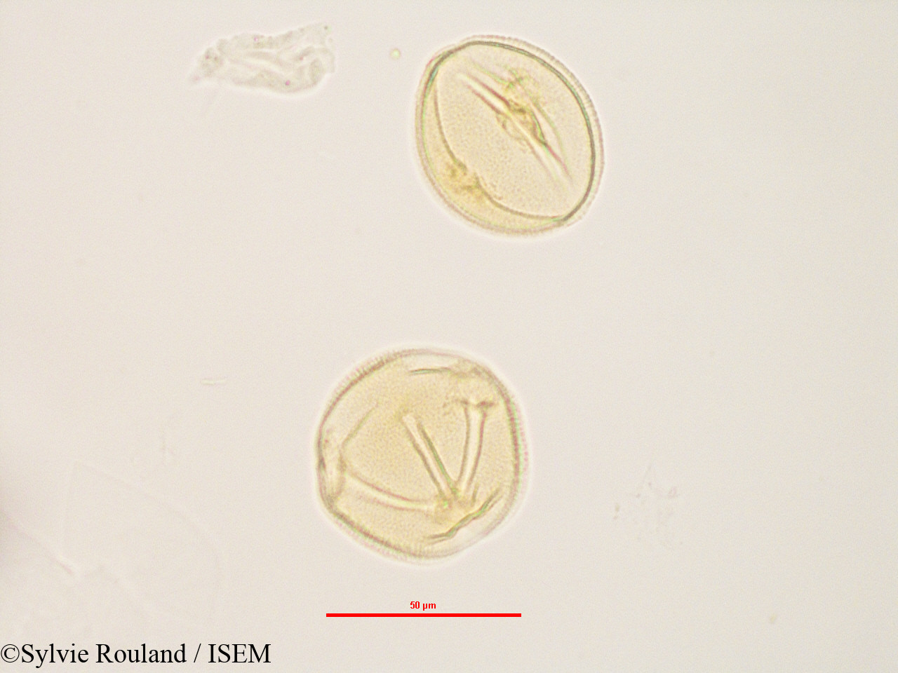 Sylvie.Rouland/Zehneria_madagascariensis_2834/Zehneria_madagascariensis_2834_0001(copy).jpg