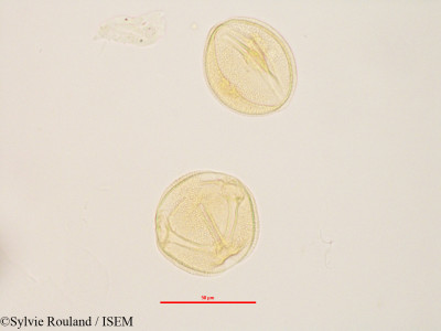 Zehneria madagascariensis - lame n° 2834