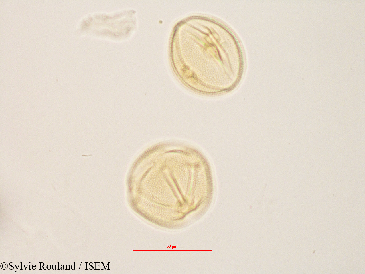 Sylvie.Rouland/Zehneria_madagascariensis_2834/Zehneria_madagascariensis_2834_0003(copy).jpg