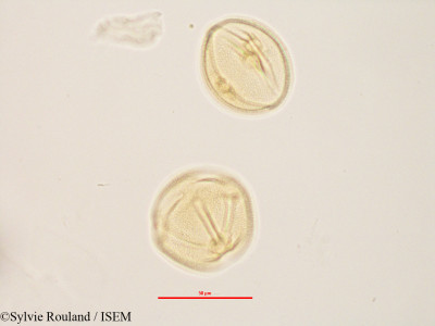 Zehneria madagascariensis - lame n° 2834