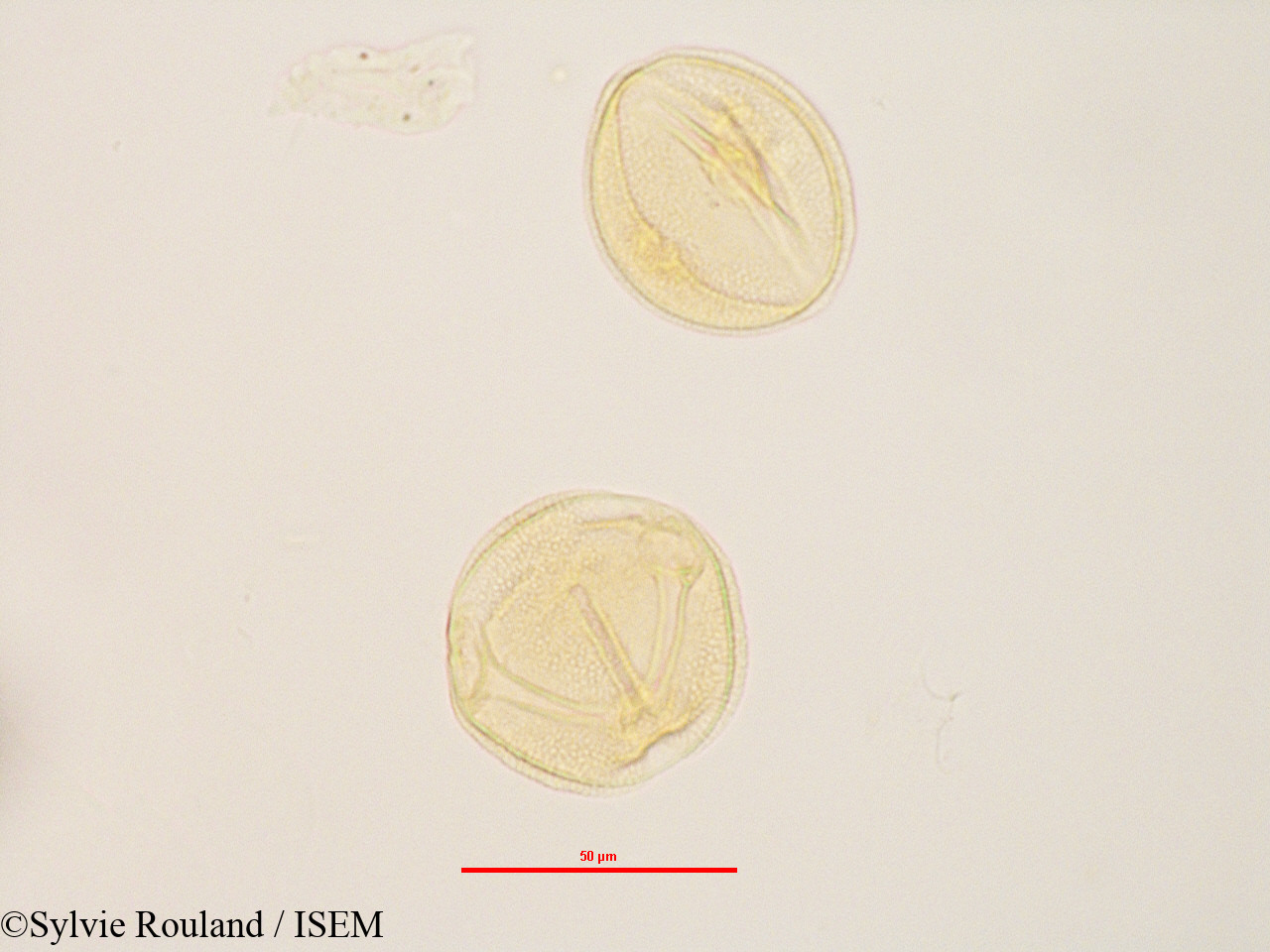 Sylvie.Rouland/Zehneria_madagascariensis_2834/Zehneria_madagascariensis_2834_0004(copy).jpg