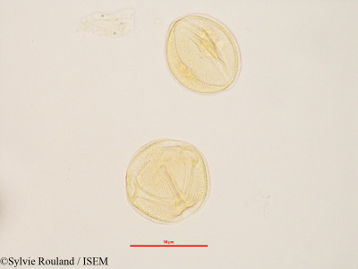 Zehneria madagascariensis - lame n° 2834