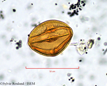 Sylvie.Rouland/Zehneria_maysorensis_827/Zehneria_maysorensis_827_0001(copy)_thumb.jpg