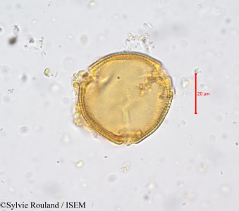 Sylvie.Rouland/Zehneria_rutenbergiana_682/Zehneria_rutenbergiana_682_0001(copy)_thumb.jpg