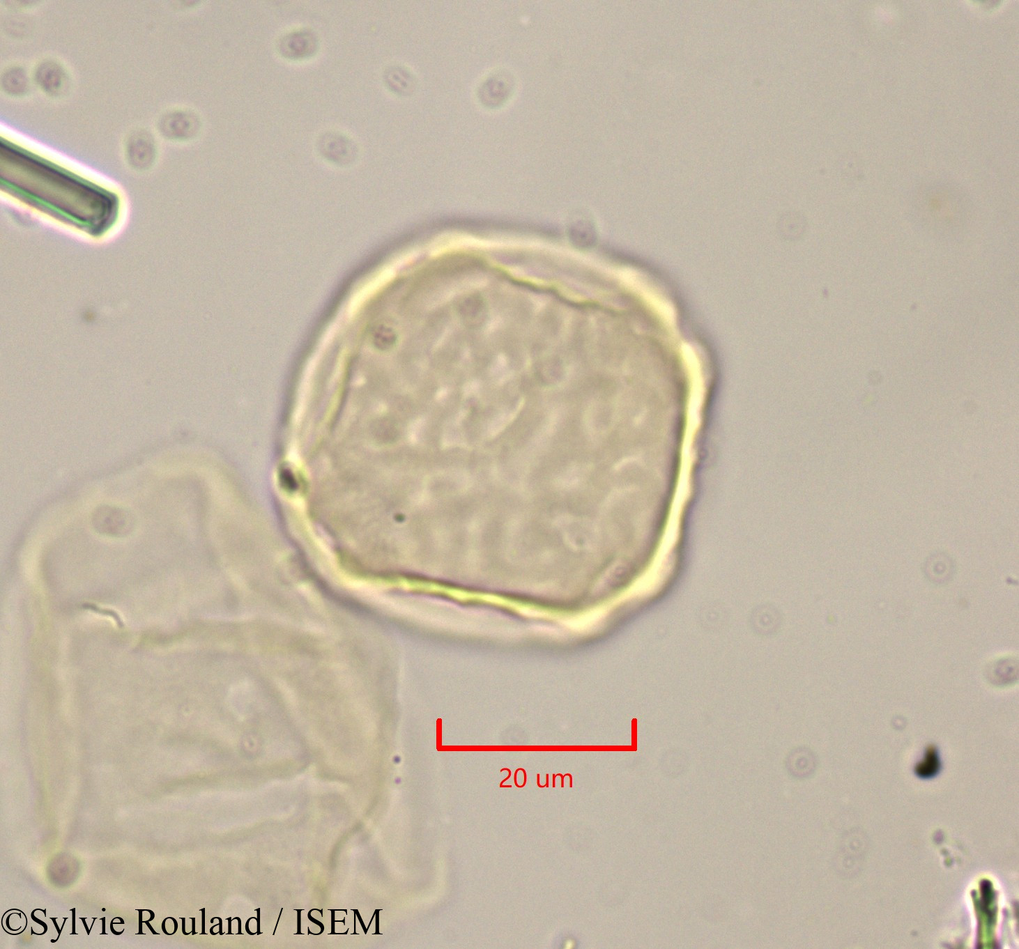 Sylvie.Rouland/Zelkova_crenata_1780/Zelkova_crenata_1780_0002(copy).jpg