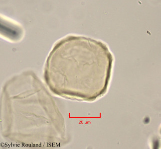 Zelkova crenata - lame n° 1780