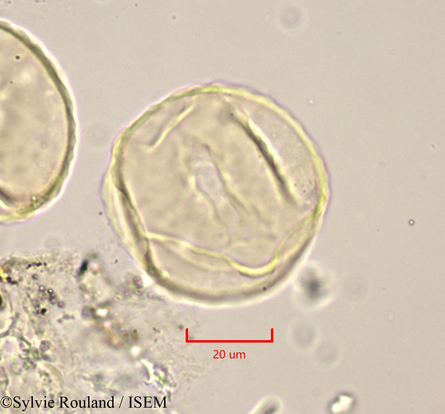 Sylvie.Rouland/Zelkova_crenata_1780/Zelkova_crenata_1780_0004(copy).jpg