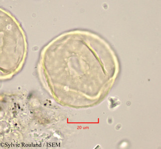 Zelkova crenata - lame n° 1780