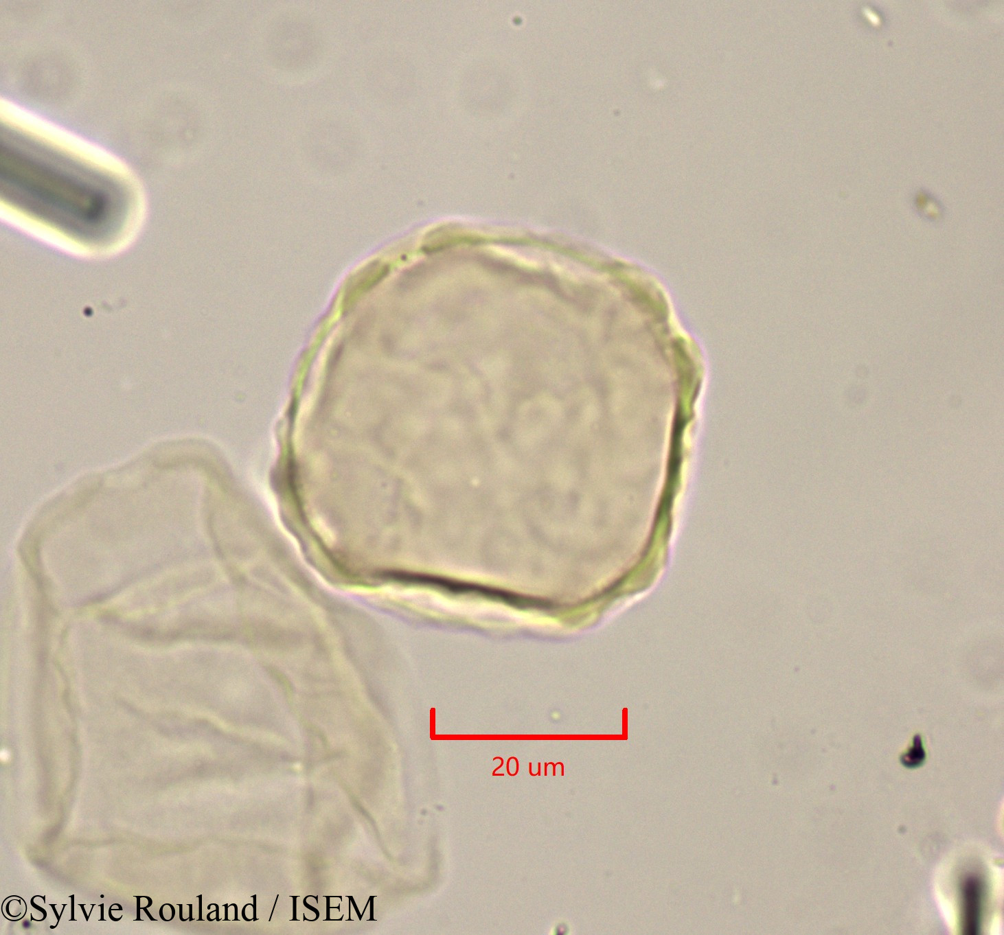 Sylvie.Rouland/Zelkova_crenata_1780/Zelkova_crenata_1780_0006(copy).jpg
