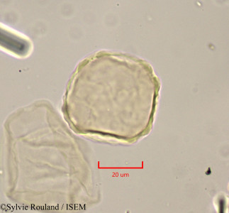 Zelkova crenata - lame n° 1780