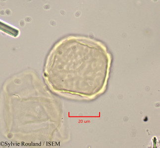 Zelkova crenata - lame n° 1780