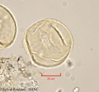Zelkova crenata - lame n° 1780