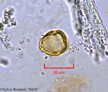 Ziziphus lotus - lame n° 2004