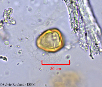 Ziziphus lotus - lame n° 2004