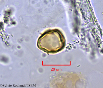 Ziziphus lotus - lame n° 2004