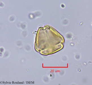 Ziziphus lotus - lame n° 2004